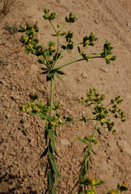 Aiuto per Euphorbia biumbellata